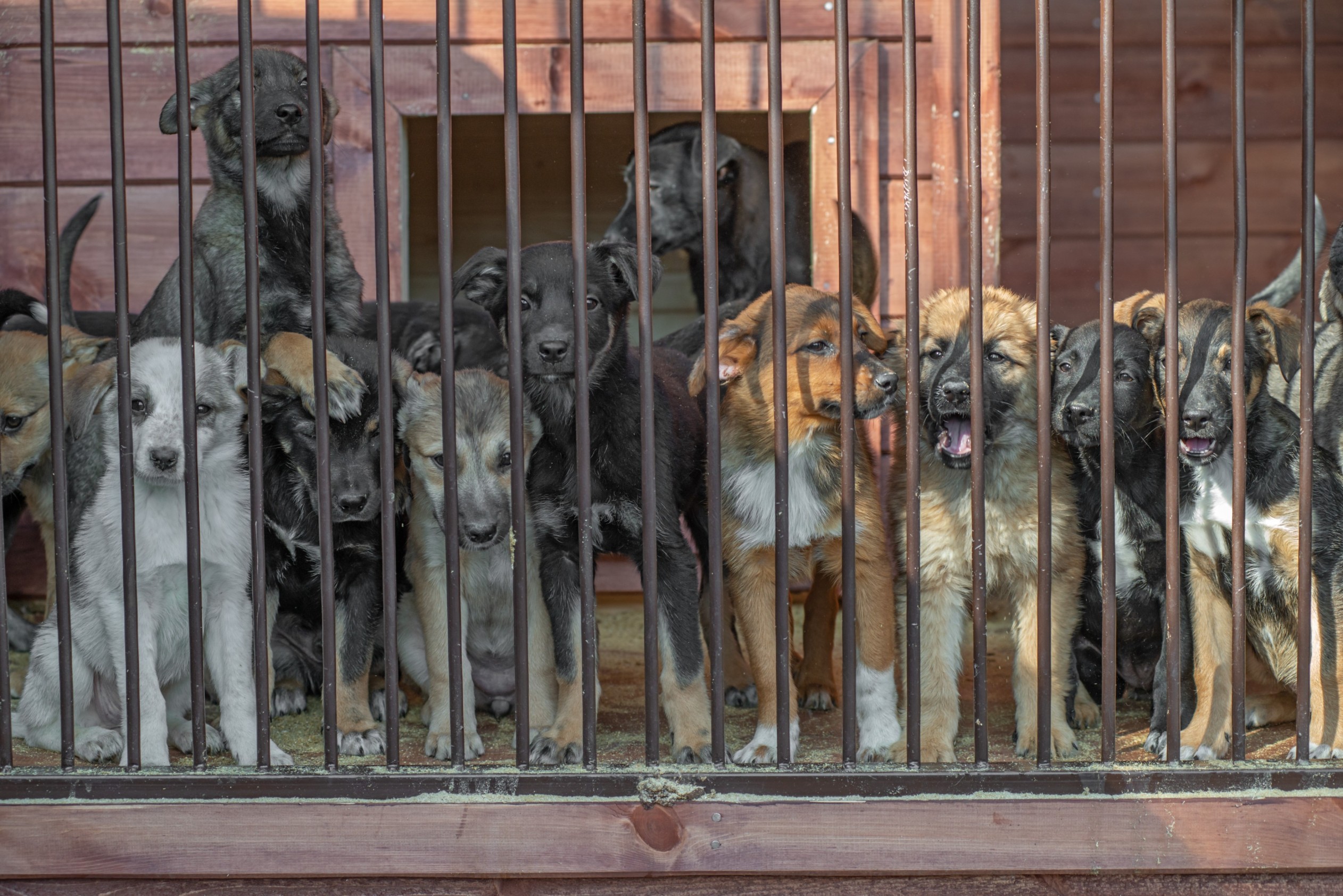 puppy mills new 3.jpg